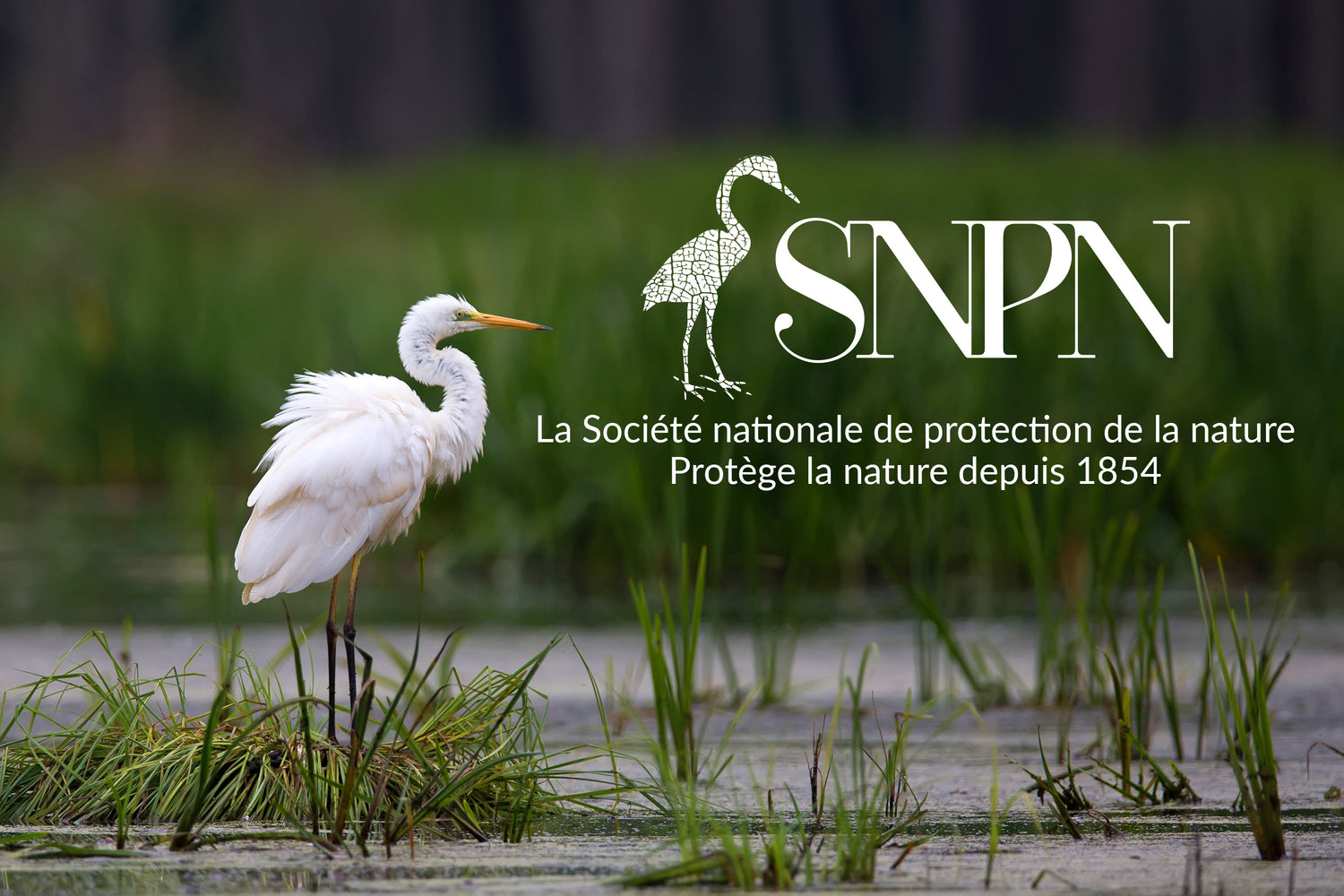 Photo page acceuil présentation SNPN
