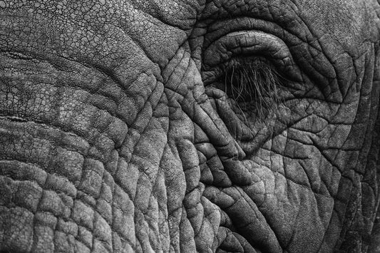 La journée mondiale de l'éléphant